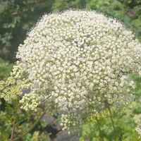 Cenolophium denudatum